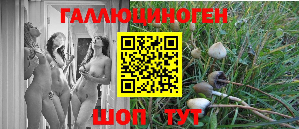Галлюциногенные грибы Psilocybine cubensis Шарыпово